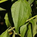 Chromolaena odorata Leaf