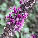 Ocimum kilimandscharicum Flower