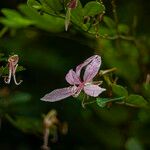 Bauhinia purpurea Квітка