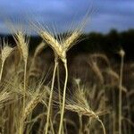 Triticum turgidum Ffrwyth