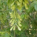 Acer cissifolium Folha