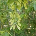 Acer cissifolium Liść