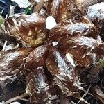 Polystichum braunii Foglia