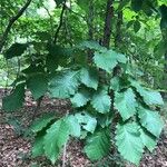 Quercus michauxii Leaf