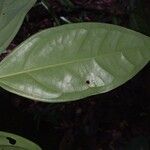 Eugenia anastomosans 葉