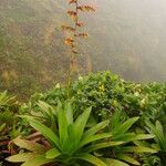 Guzmania plumieri Habitus