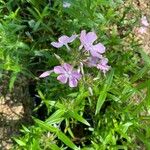 Phlox pilosa Blomma