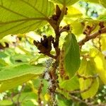 Hamamelis mollis Fruchs