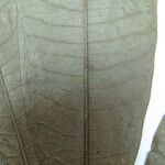 Duguetia trunciflora Otro