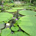 Victoria amazonica Habitat