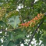 Norantea guianensis Gyümölcs