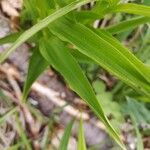 Cephalanthera longifolia Leht