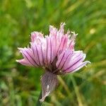 Allium schoenoprasum Flor