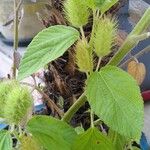 Acalypha arvensis Leaf