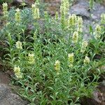 Sideritis montana Fula