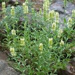 Sideritis montana Flower