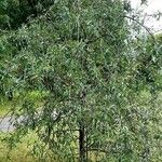 Pyrus salicifolia Habit