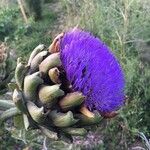 Cynara cardunculusVirág