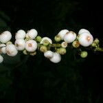 Gonzalagunia rosea Frukto