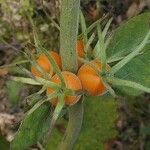 Triosteum perfoliatum Flower