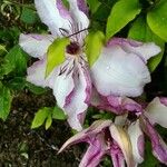 Clematis patens പുഷ്പം