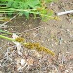 Carex vulpinoidea Blomma