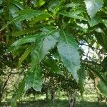 Quercus castaneifolia Folio