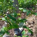 Melanthera nivea Voninkazo