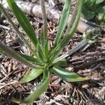 Plantago atrata Blad