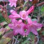 Rhododendron hirsutum Květ