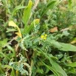 Hippocrepis biflora Libunga