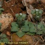 Androsace maxima Habit