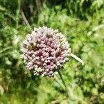 Allium porrum Floare