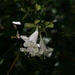 Abelia × grandiflora Kvet