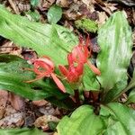 Scadoxus multiflorus ᱵᱟᱦᱟ