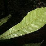 Carpotroche longifolia Hoja