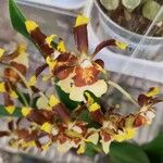 Oncidium crocidipterum Virág