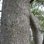 Cordia africana Bark