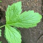 Geum aleppicum ഇല