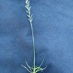 Sporobolus fimbriatus फूल