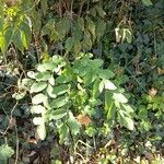 Robinia viscosa 叶