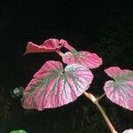 Begonia brevirimosa Habit