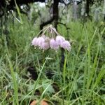 Allium cernuum Blüte