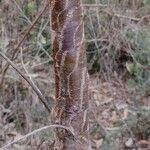 Leptomeria acida Casca