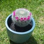 Mammillaria hahniana Flor