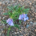 Penstemon speciosus Fiore