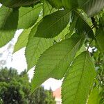 Prunus × yedoensis Blad