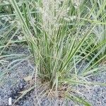 Calamagrostis acutiflora Leaf