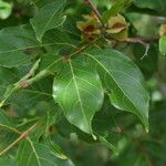 Combretum micranthum Frucht