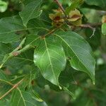 Combretum micranthum Fruit